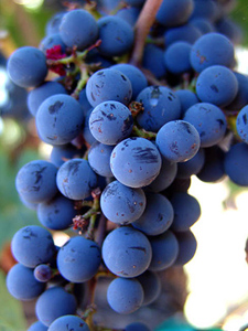 Learn about wine varieties at winepressblogger.com