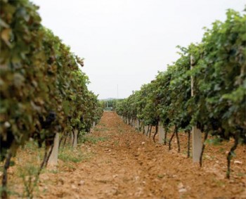 Vineyard in the growing china wine industry.